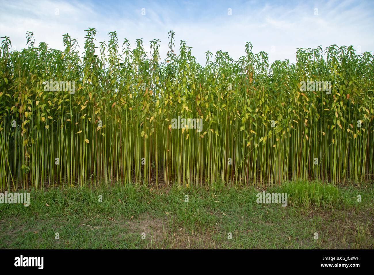 Green jute Plantation field. Raw Jute plant Texture background. This is