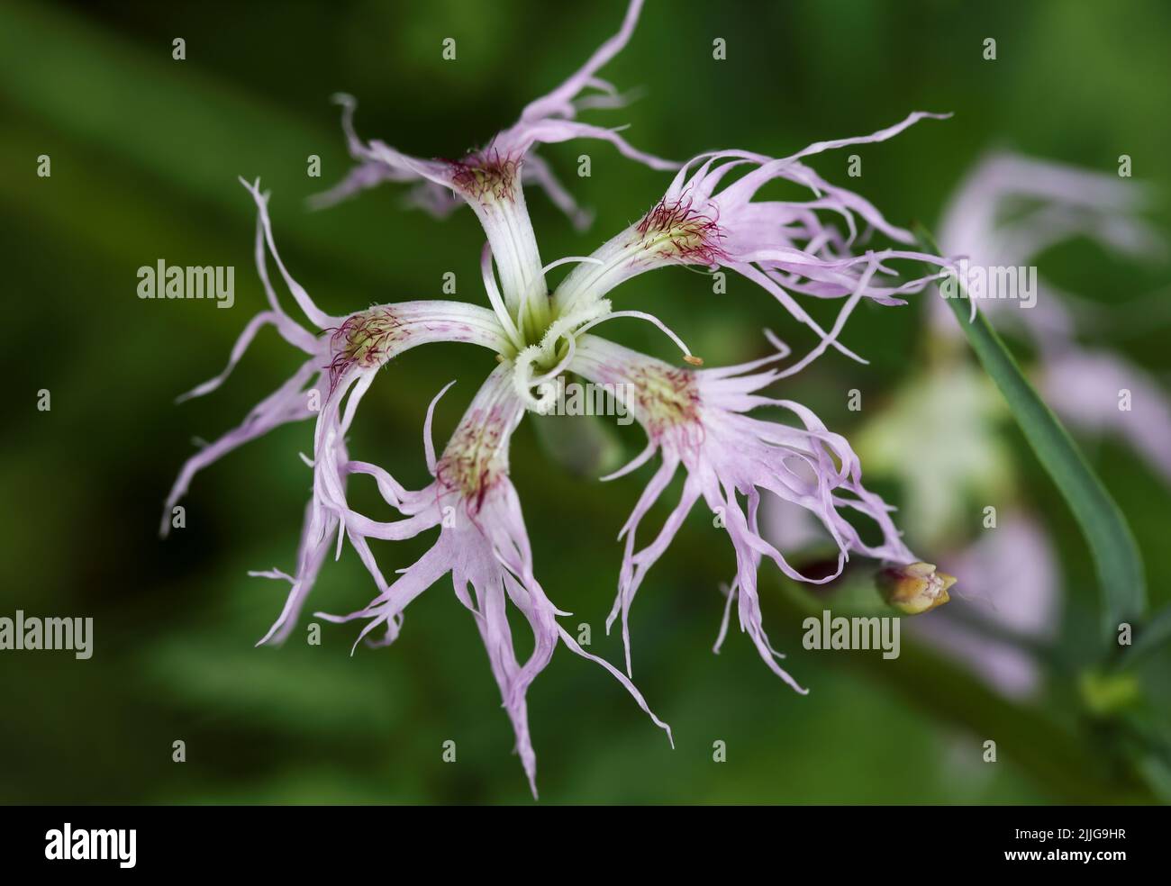 Fringed pink Stock Photo