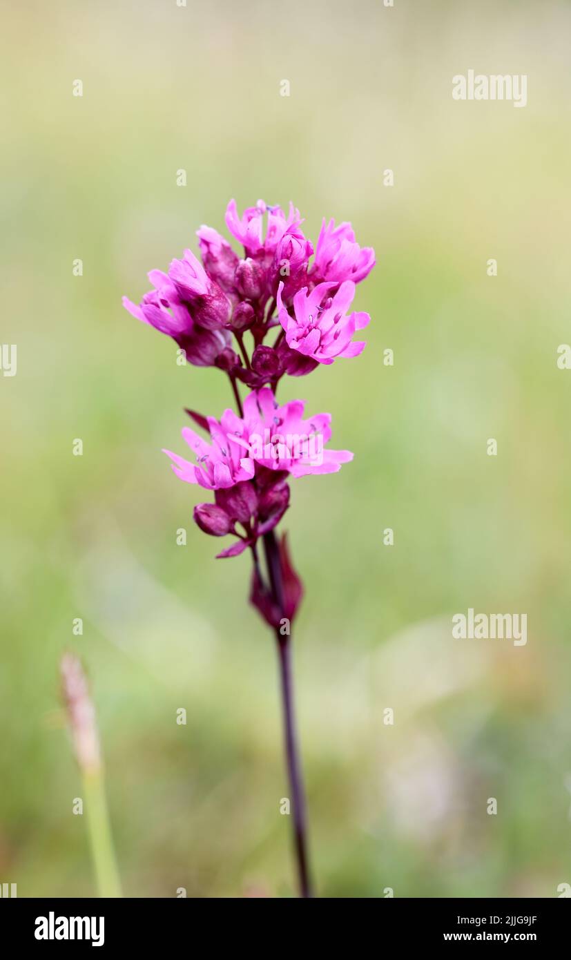 Alpine catchfly Stock Photo