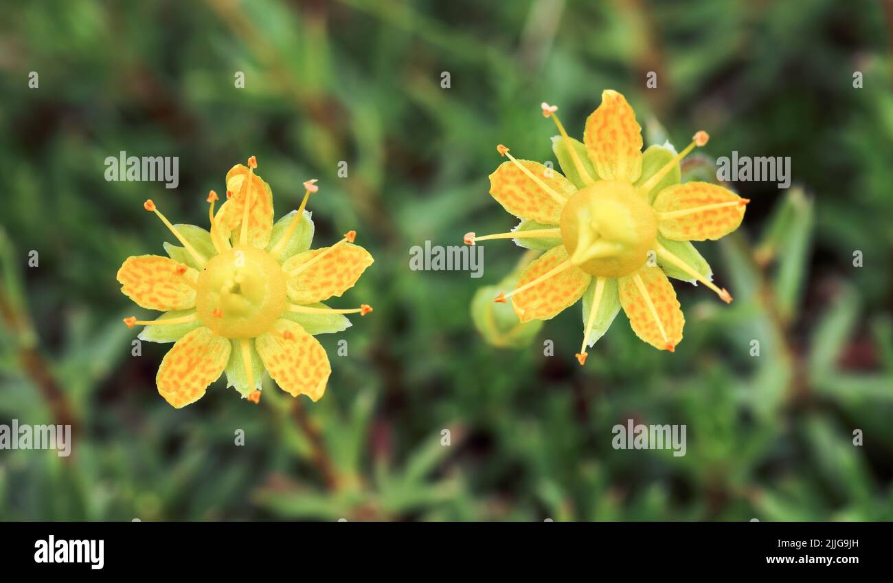 Yellow mountain saxifrage Stock Photo