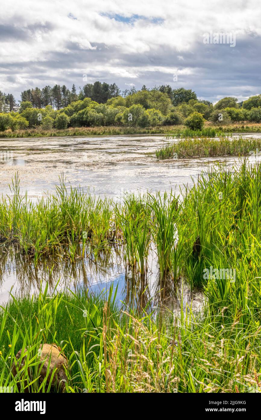Morton Lochs at the Tentsmuir National Nature Reserve in Fife, Scotland. Stock Photo