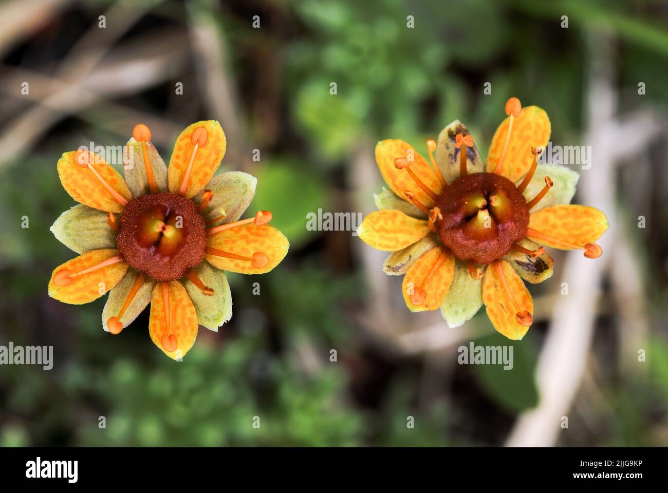 Yellow mountain saxifrage Stock Photo