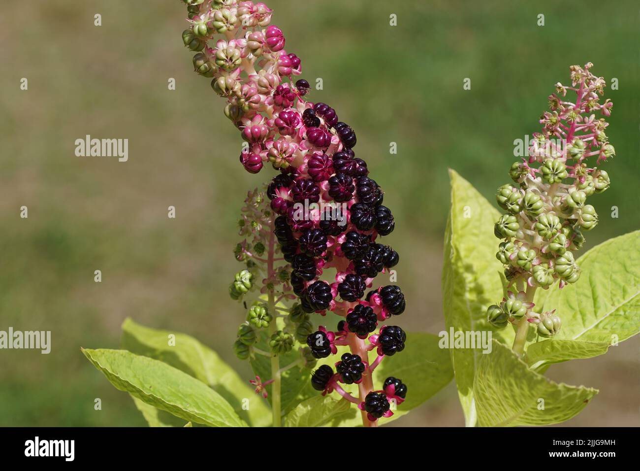 Close up ripening and black berries of Indian pokeweed (Phytolacca acinosa), family Phytolaccaceae. Summer, July, Dutch garden. Stock Photo