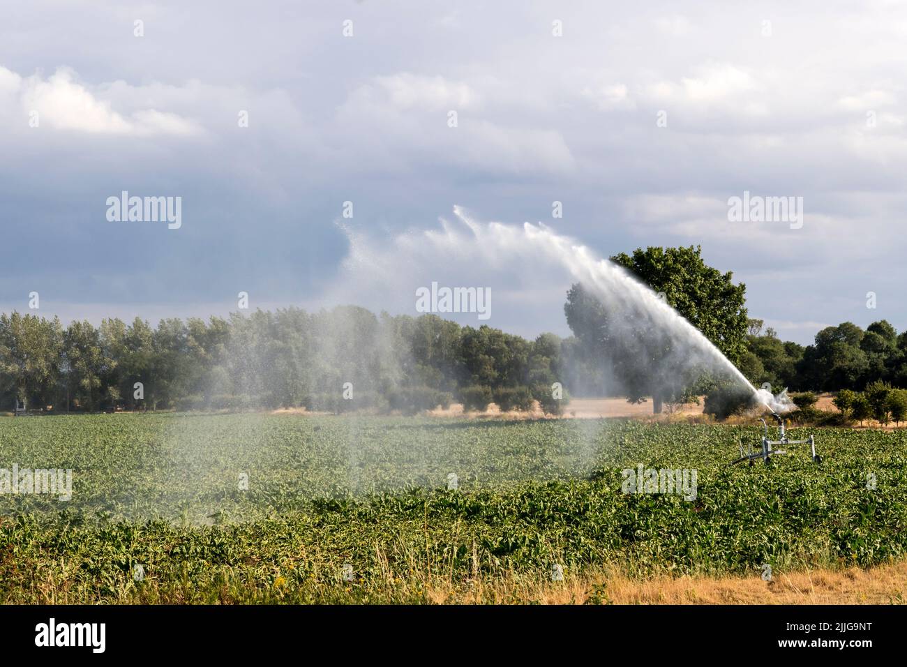 An irrigator spraying a field of sugar beet in Norfolk during the hot and dry weather of July 2022. Stock Photo