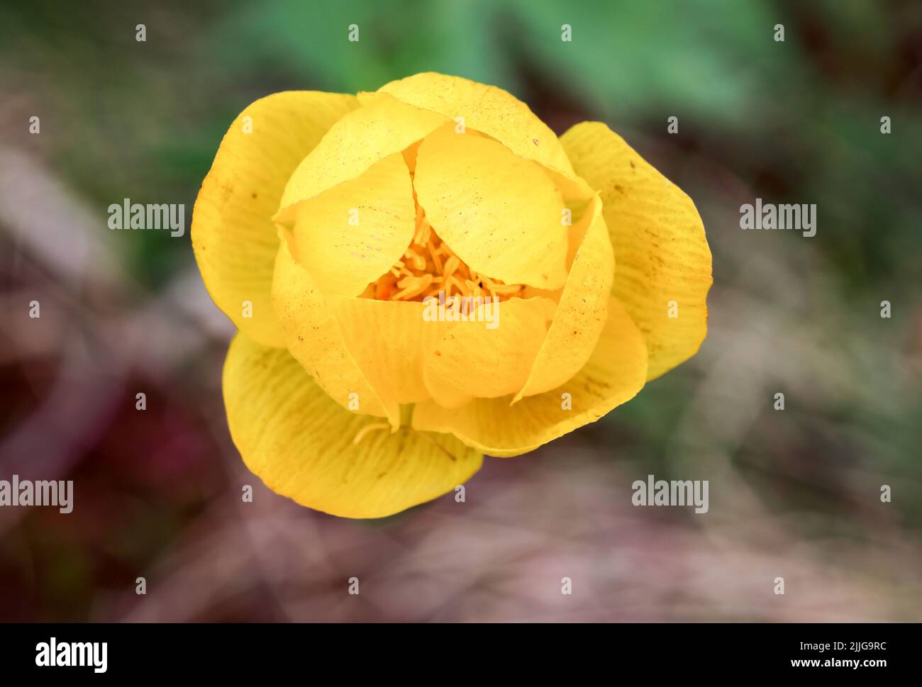 Globeflower Stock Photo