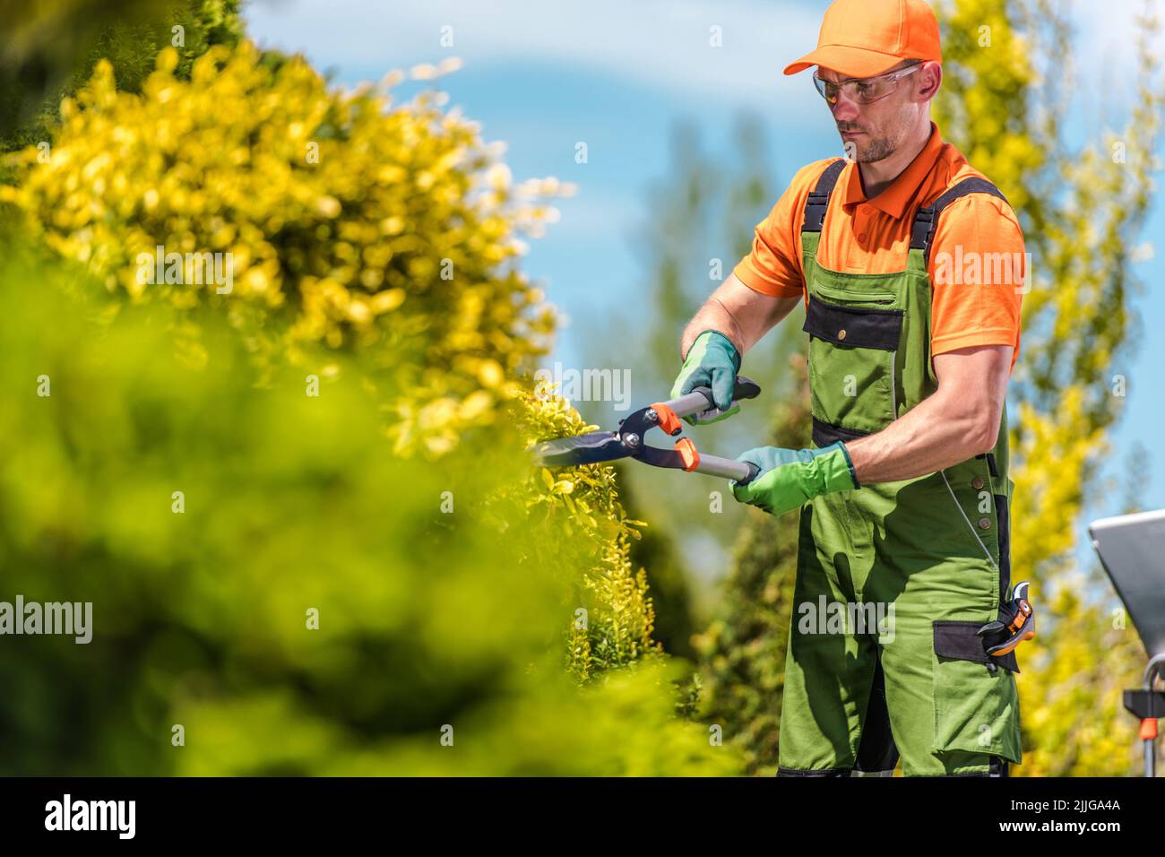Caucasian Male Gardener at His 40s Taking Care of Appearance of Decorative Plant Using Garden Scissors Tool. Seasonal Work. Garden Landscaping and Mai Stock Photo