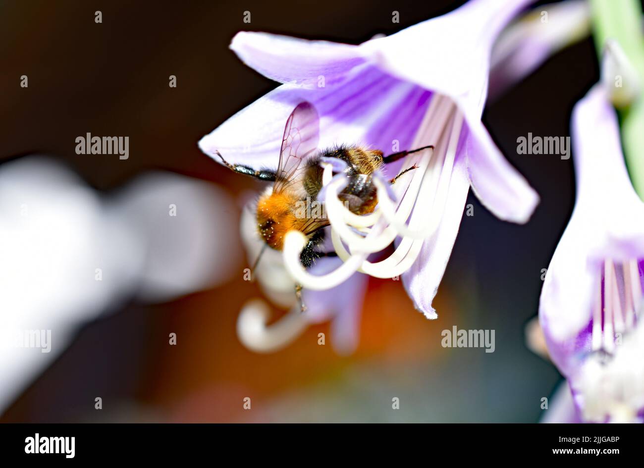 bee sitting in blossom Stock Photo