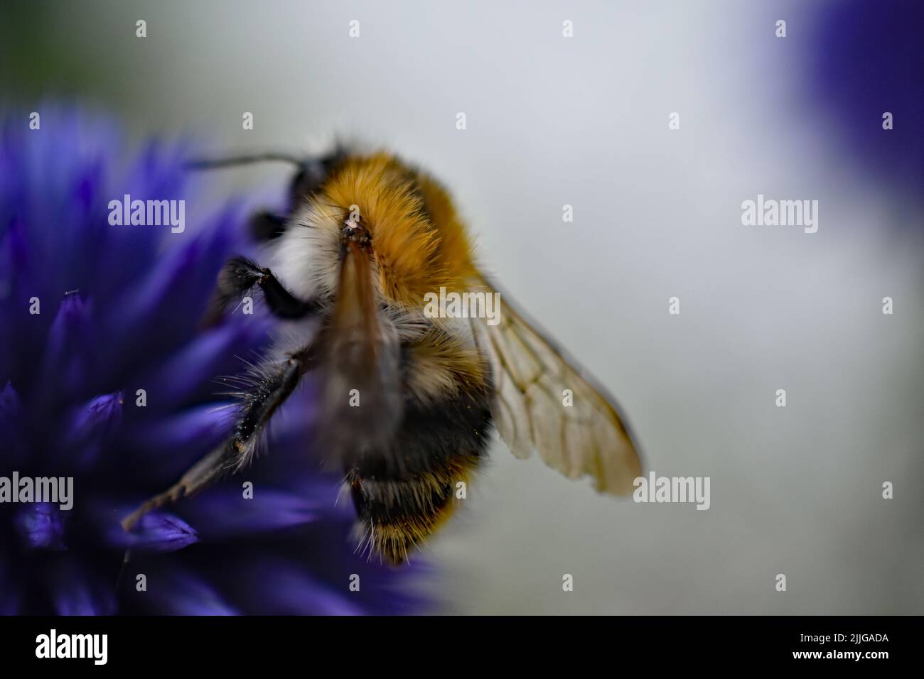 bee close-up Stock Photo