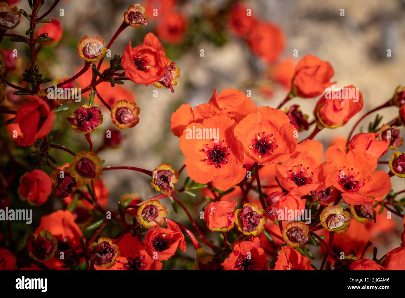 A closeup of Himalayan red cinquefoil flowers (Potentilla atrosanguinea) Stock Photo