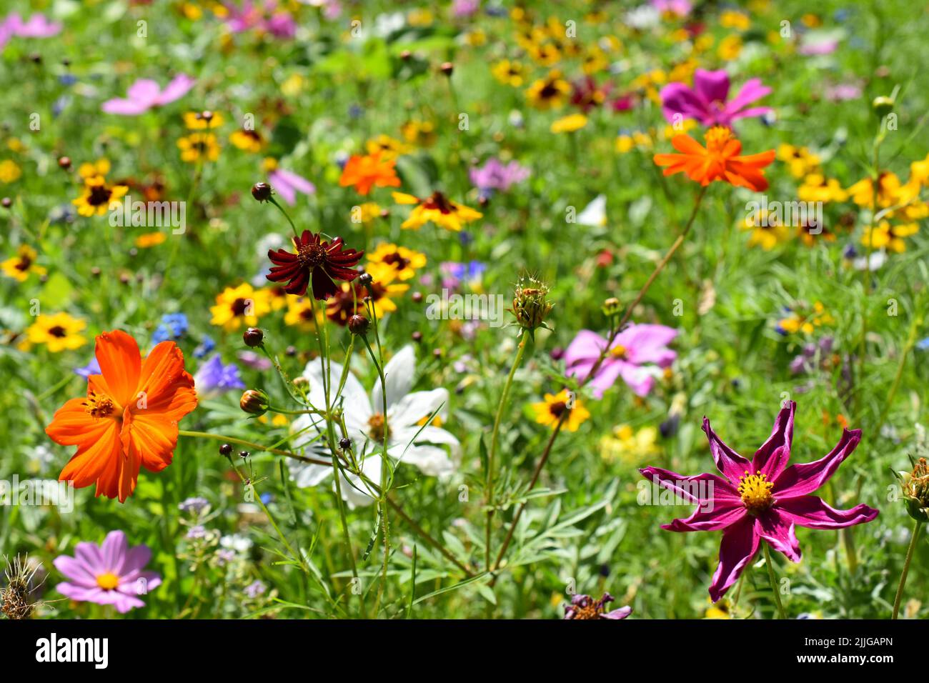 Streublumenwiese hires stock photography and images Alamy