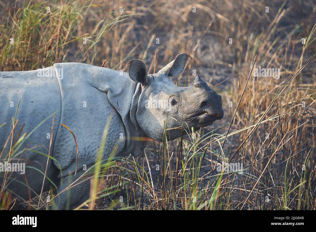Single Horned Rhino among tall grass. Side View Stock Photo Alamy