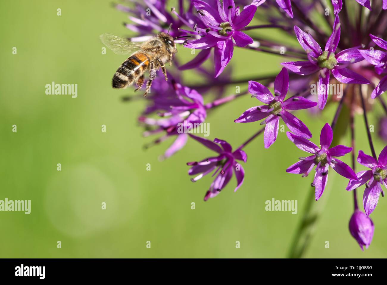 Honey bee collecting nectar in flight on a purple flower. Busy insect. Dynamically moving wings. Honey is harvested by bees. Animal photo from nature Stock Photo