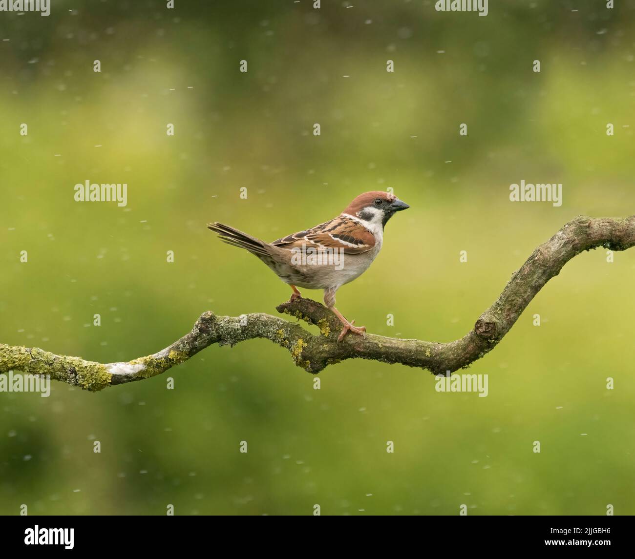 Eurasian tree sparrow, Passer montanus, on stick, in rain, Lancashire, UK Stock Photo