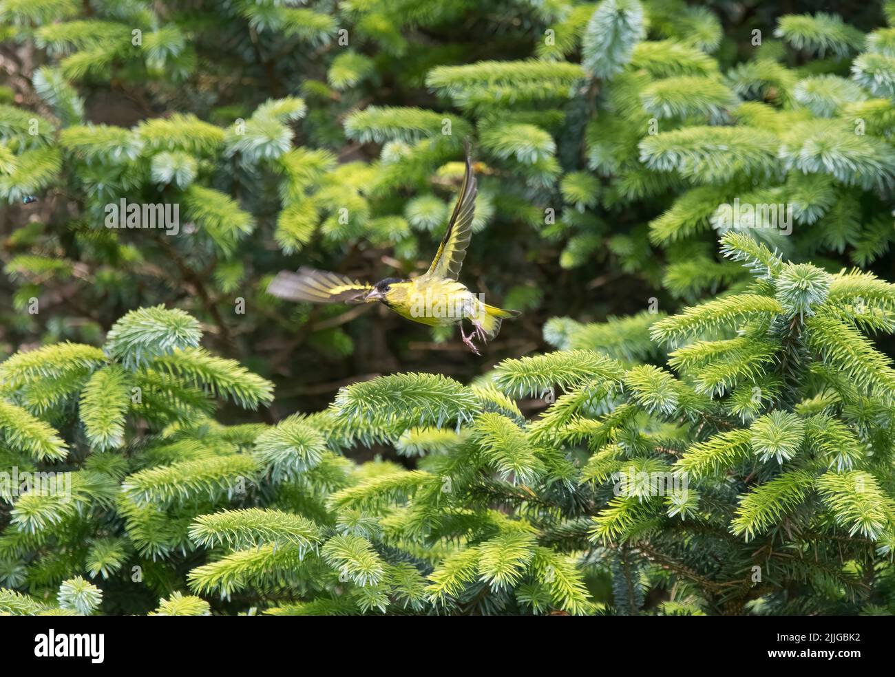 European siskin, Carduelis spinus, male, taking off from pine branch, Scotland Stock Photo
