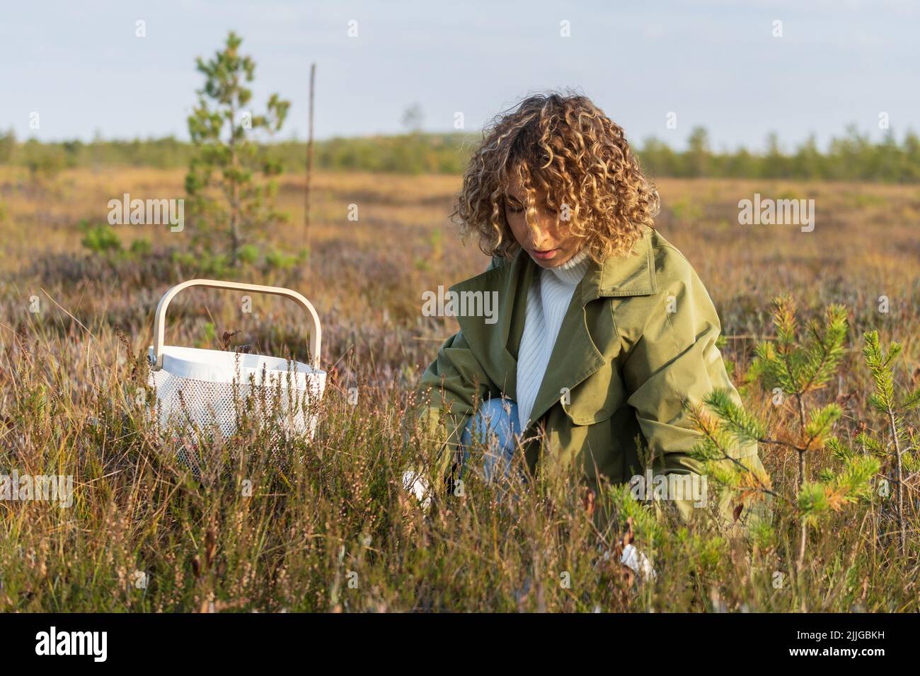 Young woman in trendy trench picking berries on autumn swamp holding white basket with cranberries Stock Photo