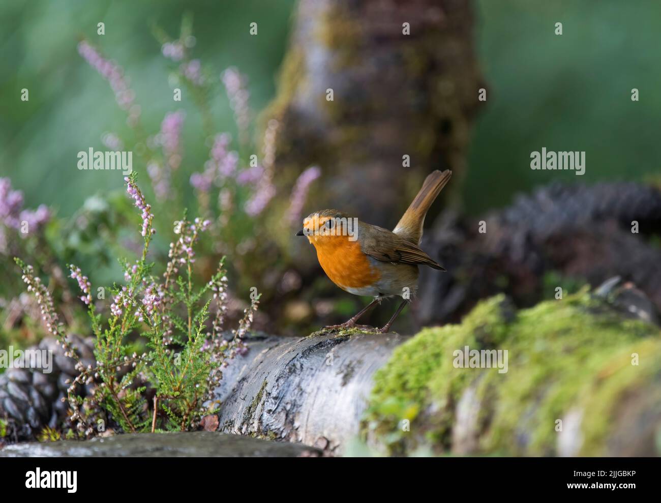 European Robin, Erithacus rubecula, perched on log by pond, Loch Lomond, Scotland Stock Photo