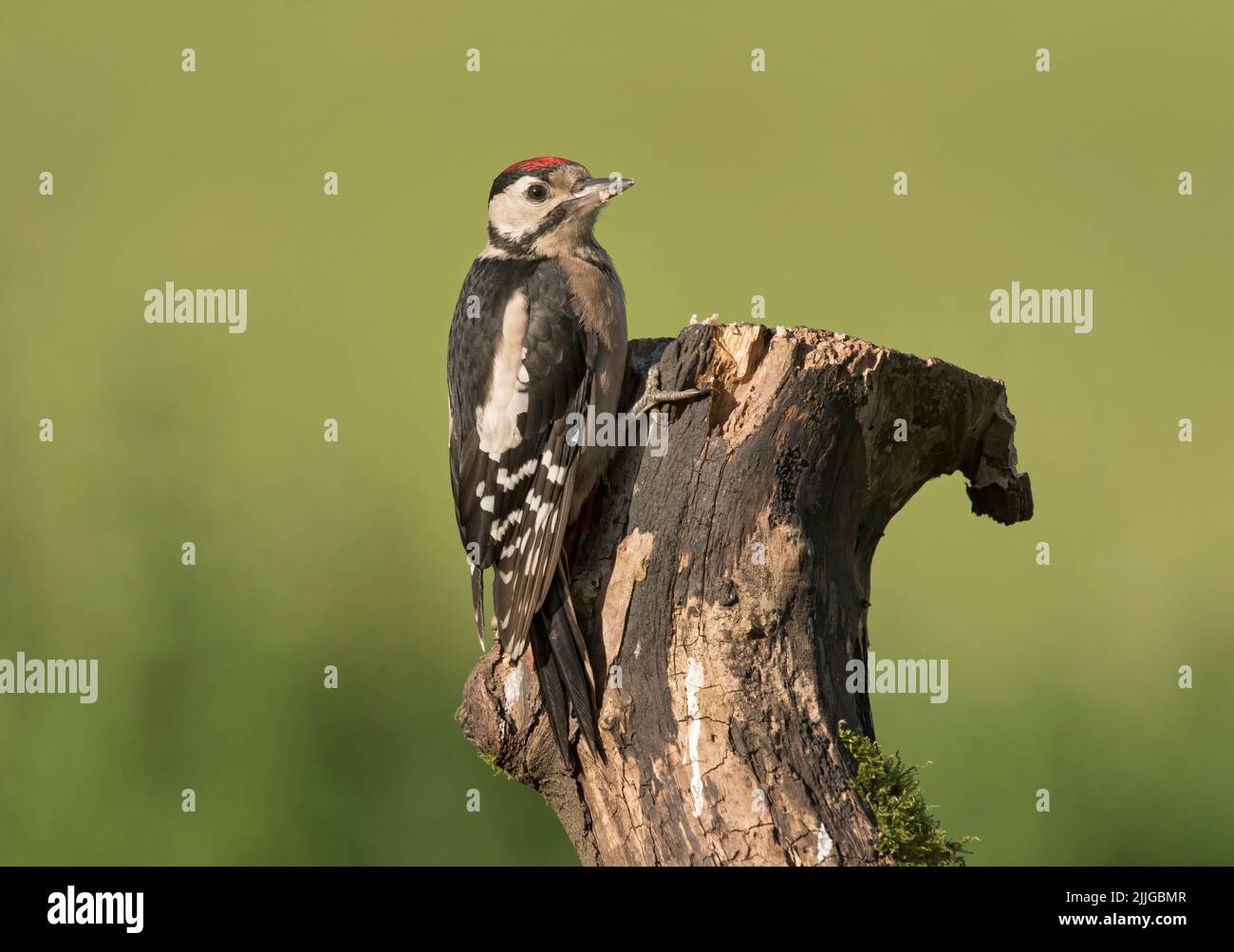 Juvenile Great Spotted Woodpecker, Dendrocopos major, on log in garden, Lancashire, UK Stock Photo
