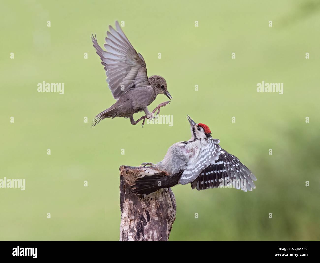 Juvenile Great Spotted Woodpecker, Dendrocopos major, in dispute with young Starling, Sturnus vulgaris, Lancashire, UK Stock Photo