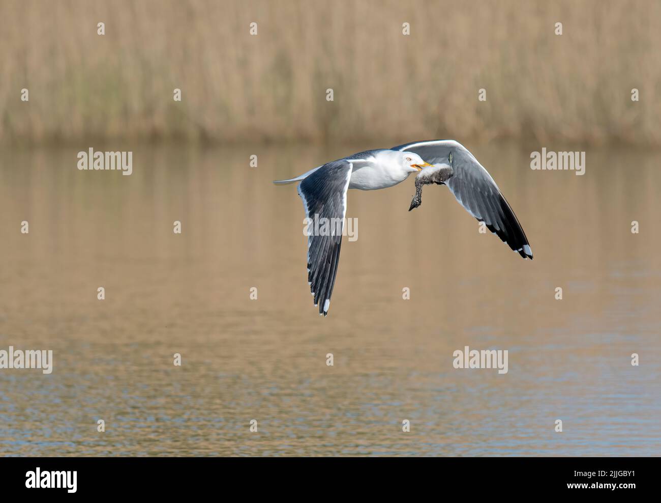 Lesser Black-backed Gull, Larus fuscus, with young Great Crested Grebe, Podiceps cristatus, Lancashire, UK Stock Photo