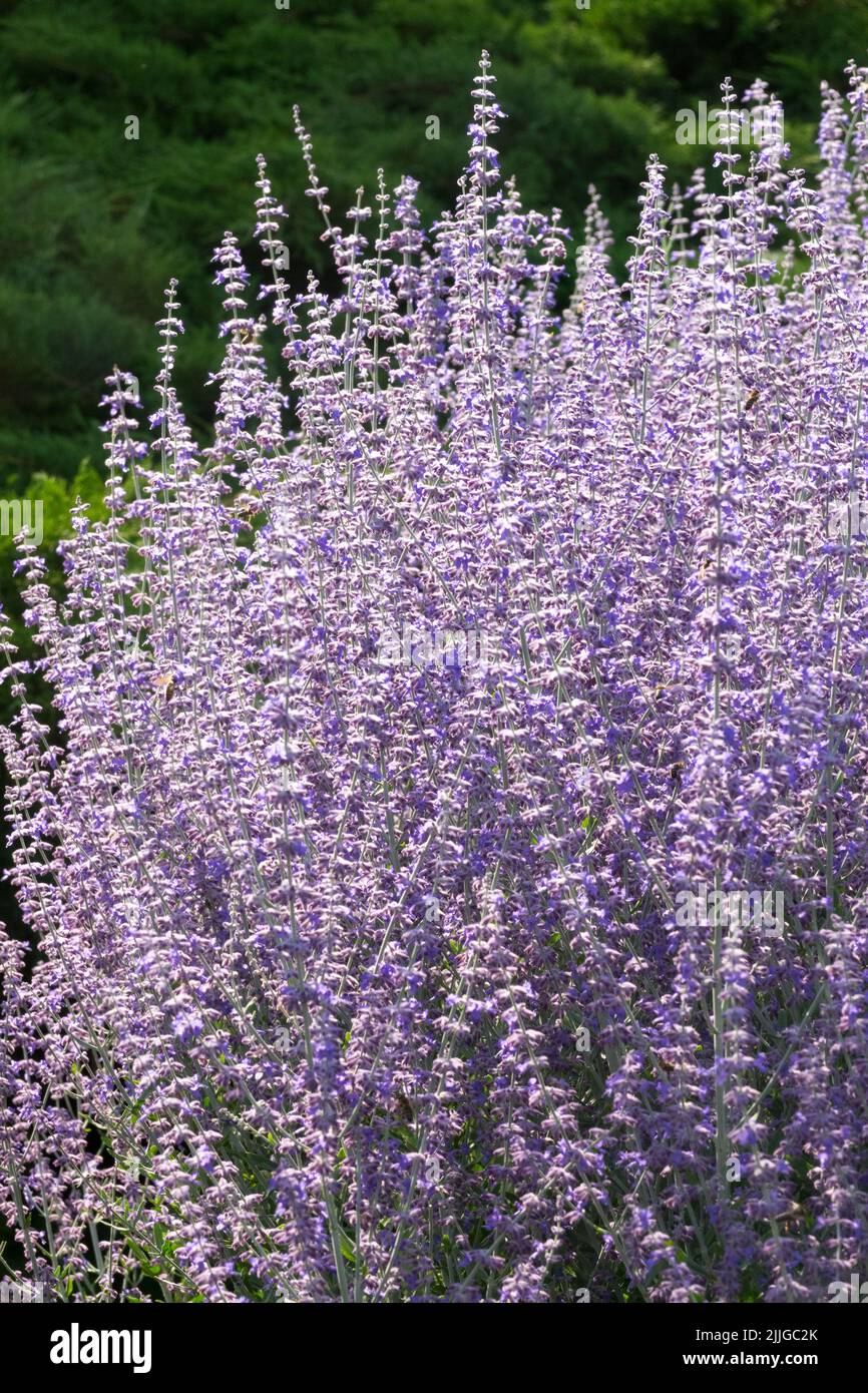 Shrubby, Russian Sage, Purple, Perovskia atriplicifolia, Lavender Colour, Plant, Perennial, Border Stock Photo