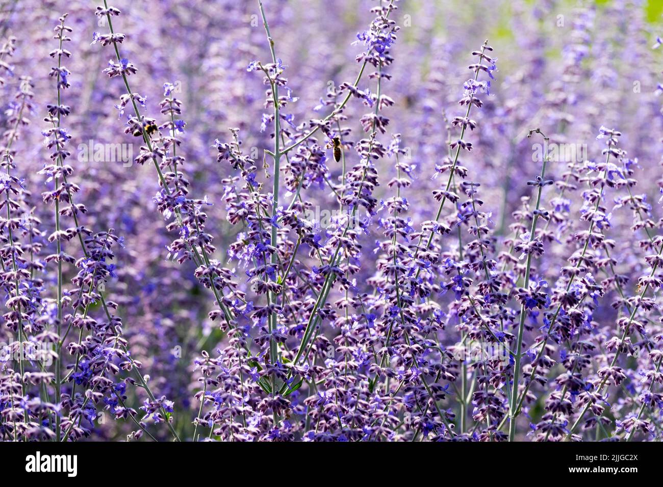 Russian sage Perovskia 'Blue Spire' Salvia, Sage, Fragrant Flowers, Lavender Colour Shrubby, Hardy, Perennial, Garden, Plant Stock Photo