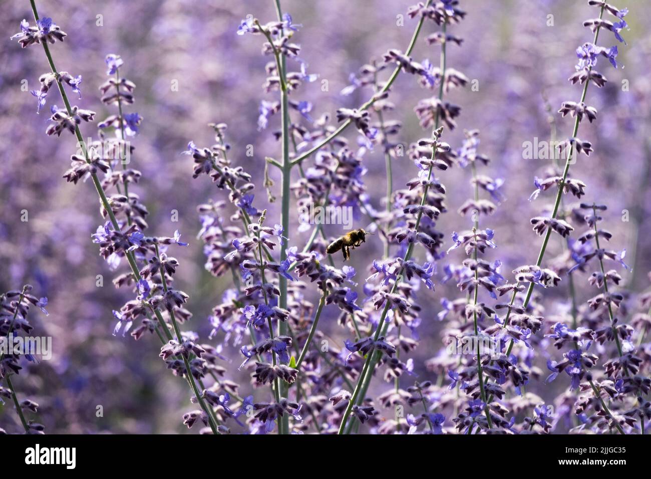 Shrubby, Salvia yangii, Russian Sage, Perovskia atriplicifolia 'Blue Spire', Salvia, Plant, Sage, Perennial close-up flowering stems Stock Photo