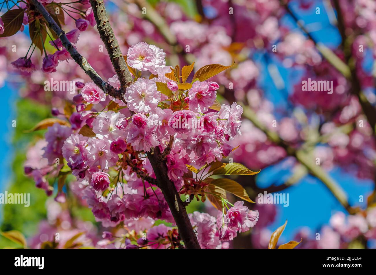 Pink sakura flowers of Japanese cherry on branches in city in spring ...