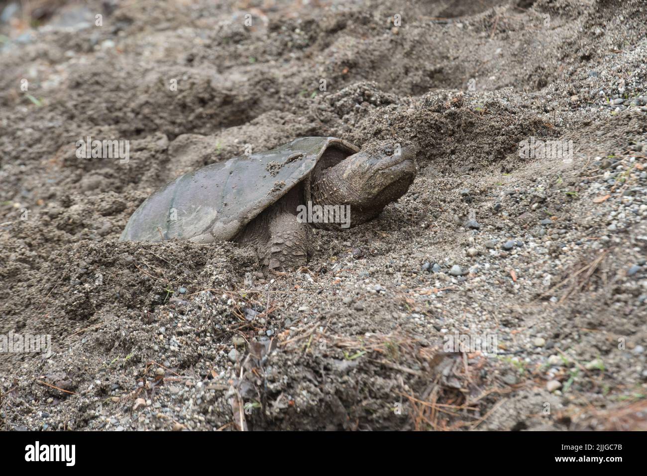 A snapping turtle in the gravely sand in Acadia National Park, Maine, USA Stock Photo