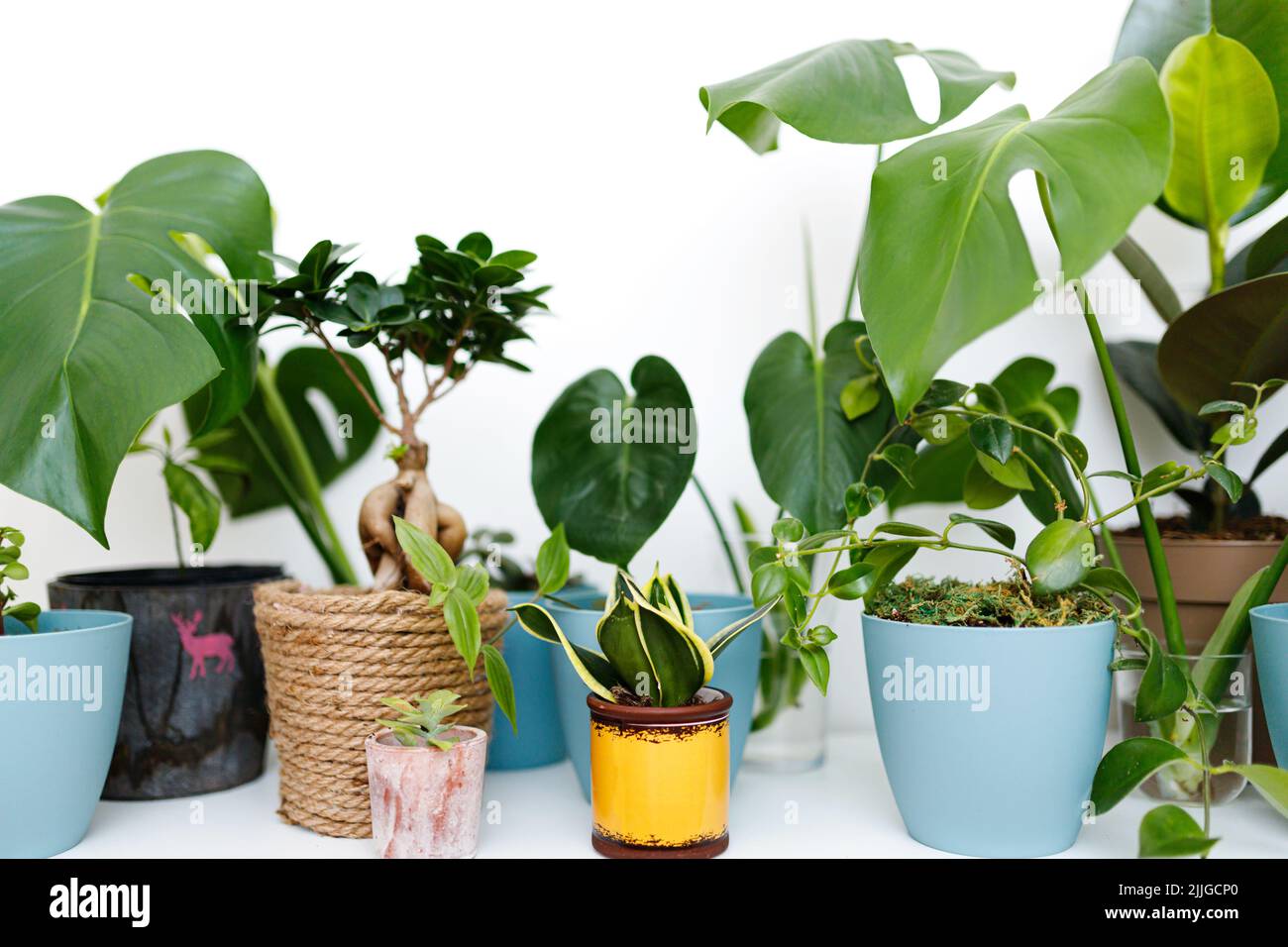 Modern composition of home garden. Stylish botany interior. Home ...