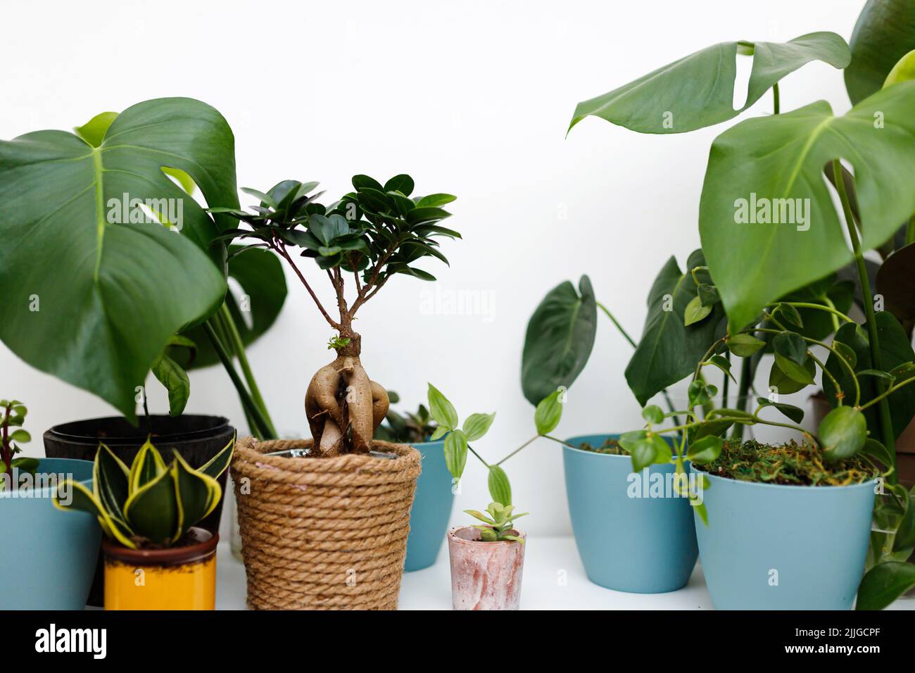 Modern composition of home garden. Stylish botany interior. Home ...