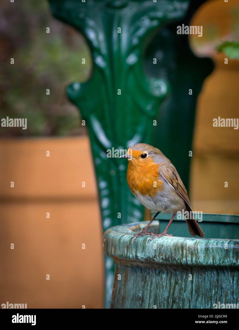 Robin, known as the European Robin (Erithacus Rubecula) sat on garden pot. Also called Robin Red Breast and known as the UK's favourite bird Stock Photo