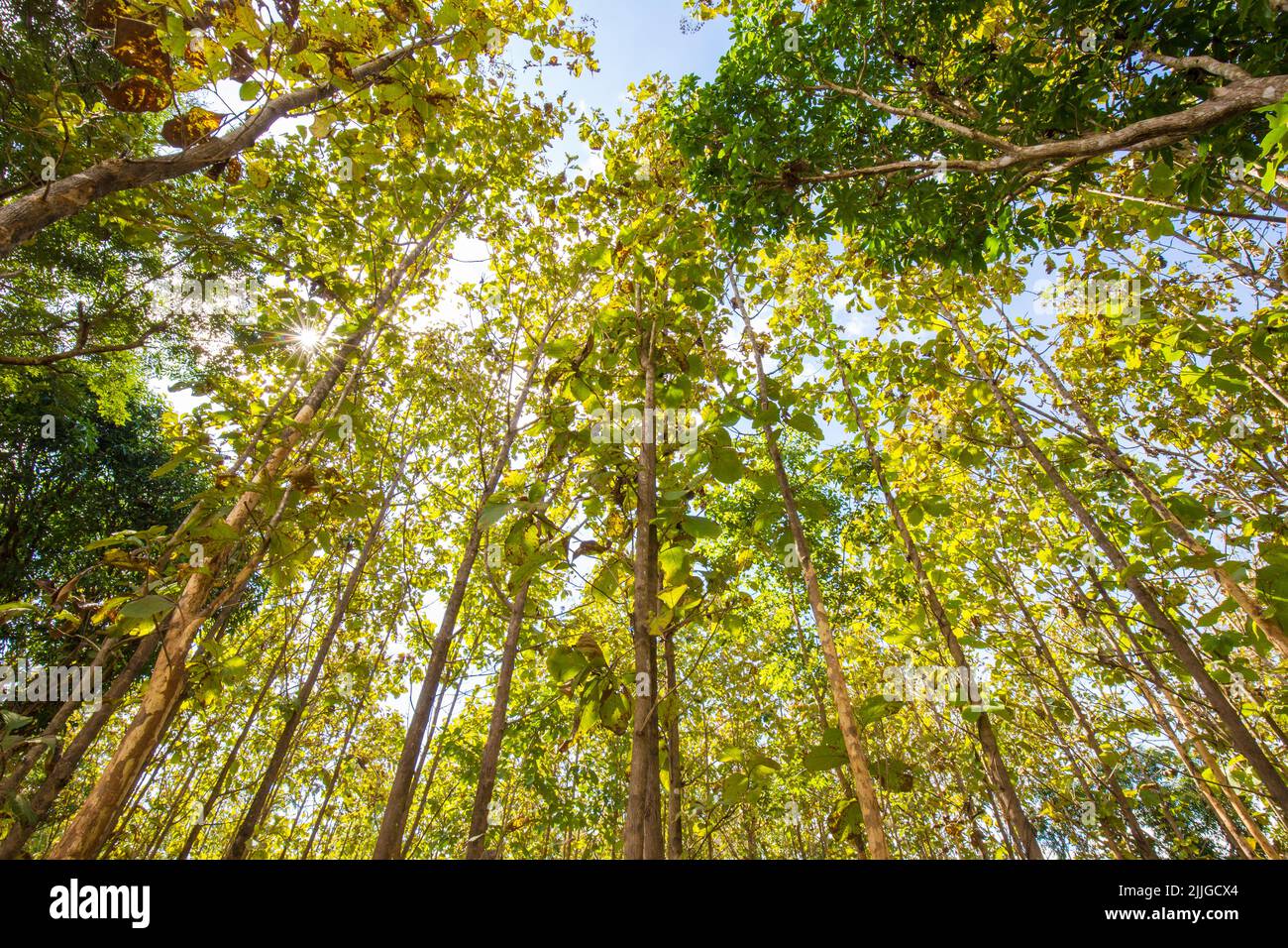 Green teak tree forest with sun light background, Agricultural industry ...