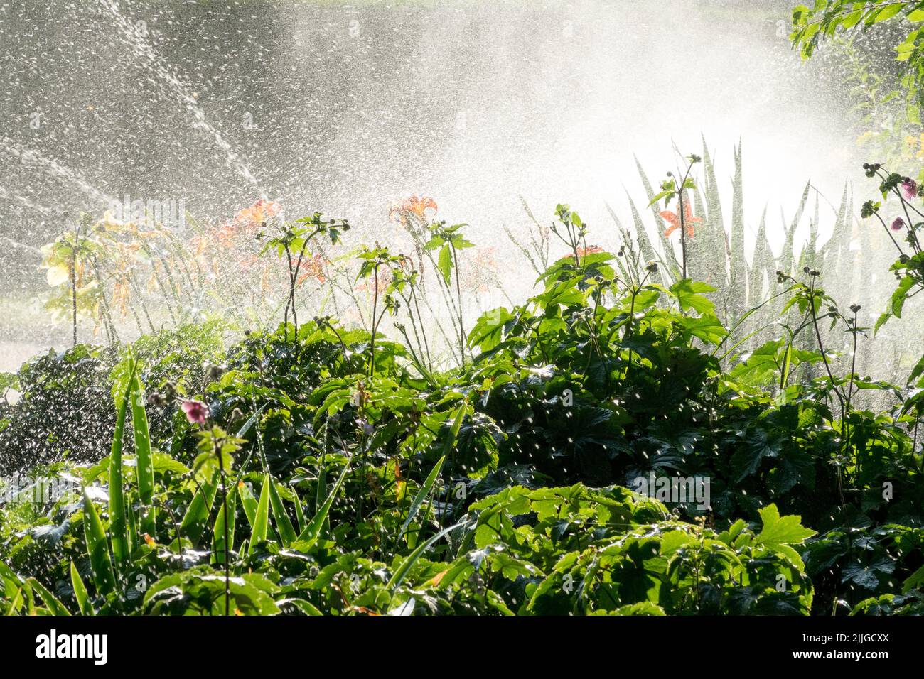 Automatic watering Garden, Water Spraying Flower Bed, Summer, Sprinkler, Watering garden Stock Photo