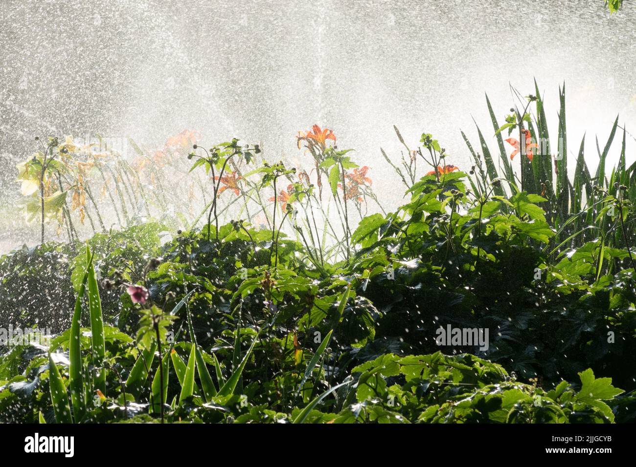 Watering garden, Irrigation, Sprinkler, Spraying, Flower bed, Border Stock Photo