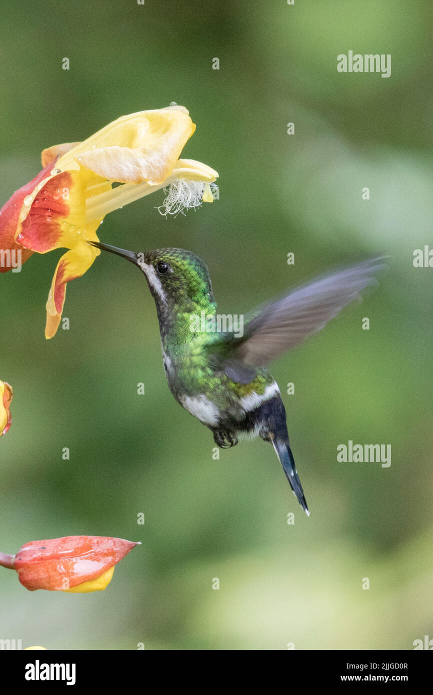 Green Thorntail Hummngbird male feedng on flower Stock Photo