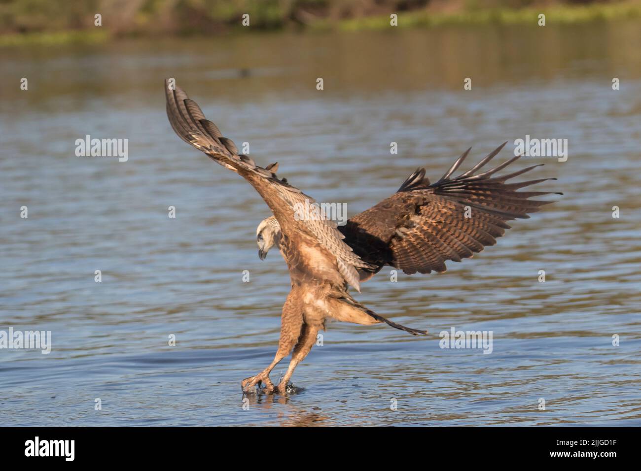 Black-Collared Hawk talons hit the water fishing (Busarellus nigricollis) Pantanal, Brazil Stock Photo