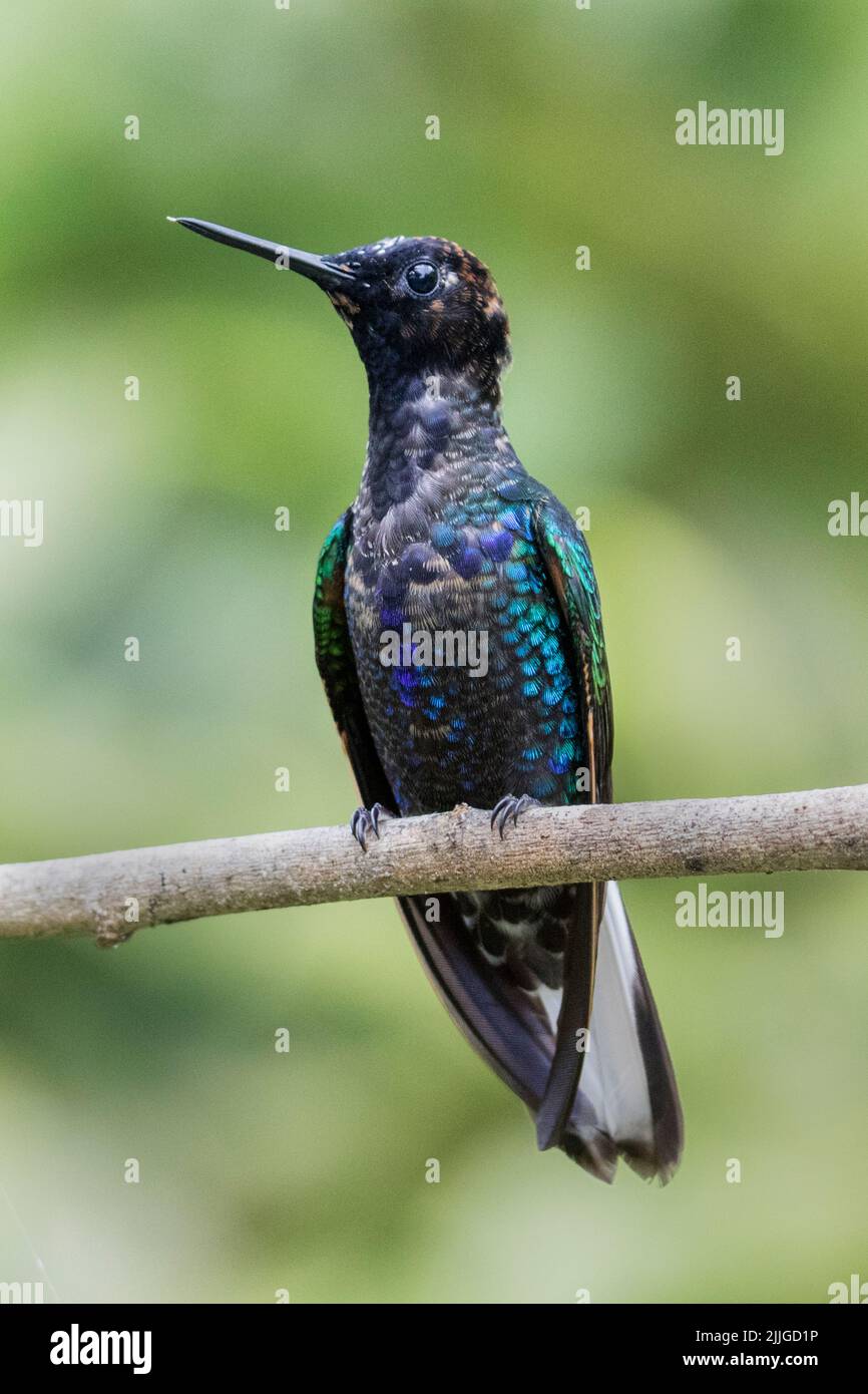 VelvetPurple Hummingbird (Boissonneaua jardini) Ecuador Stock