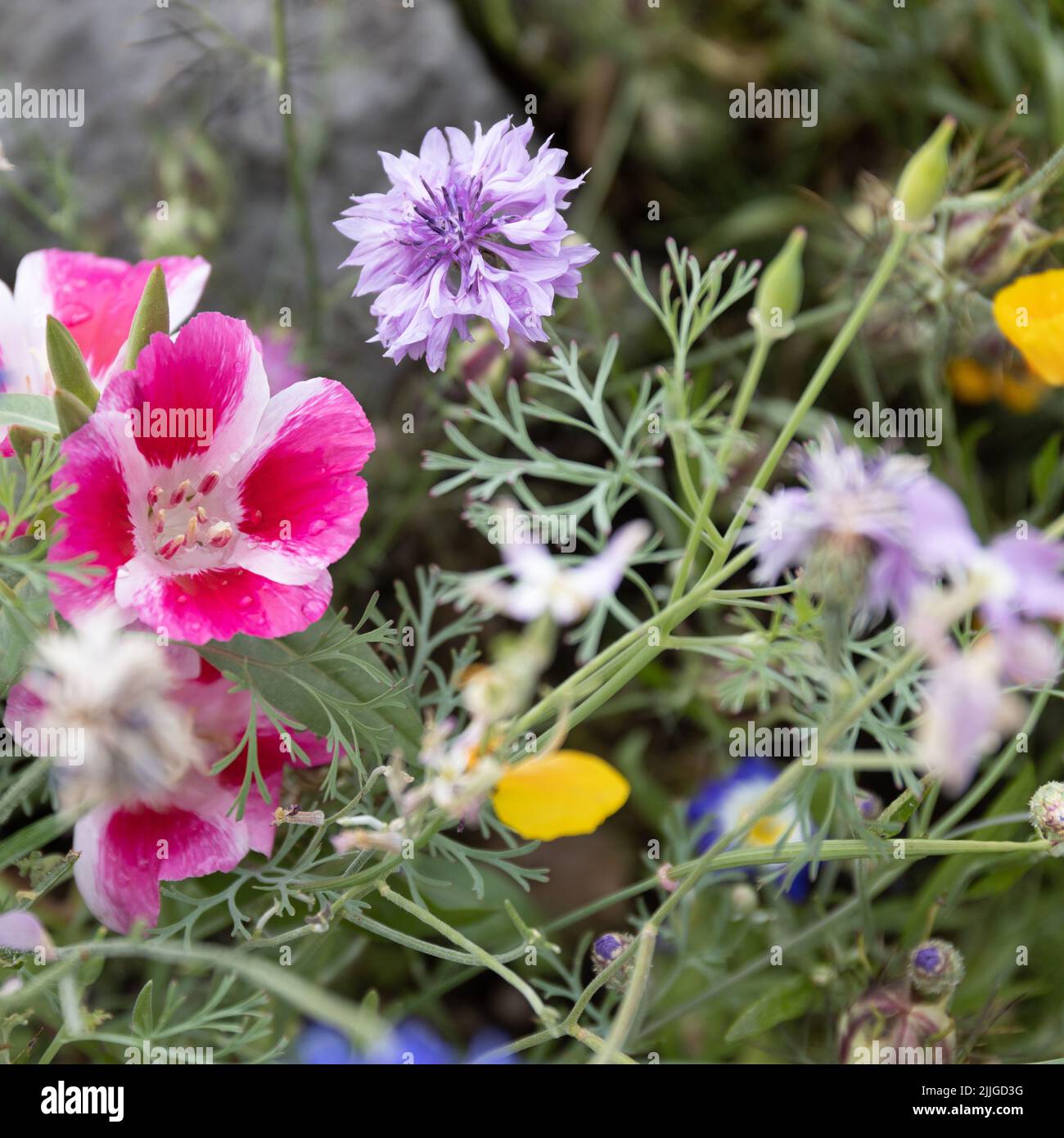 Pink godetia, yellow poppy, mauve cornflower Stock Photo