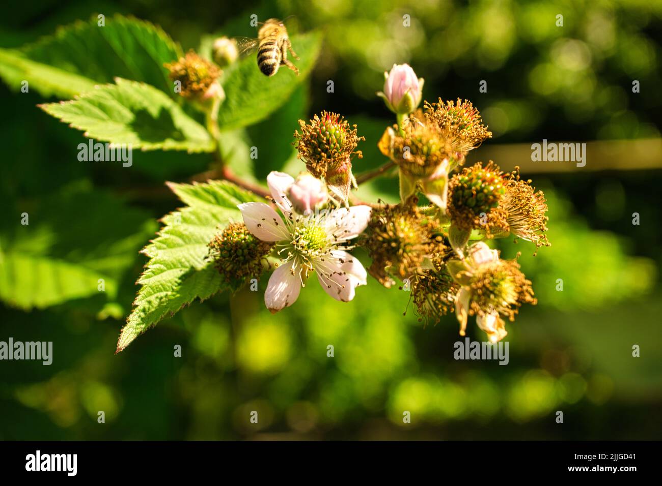 Honey bee collecting nectar on a white blossom of apple tree. Busy ...