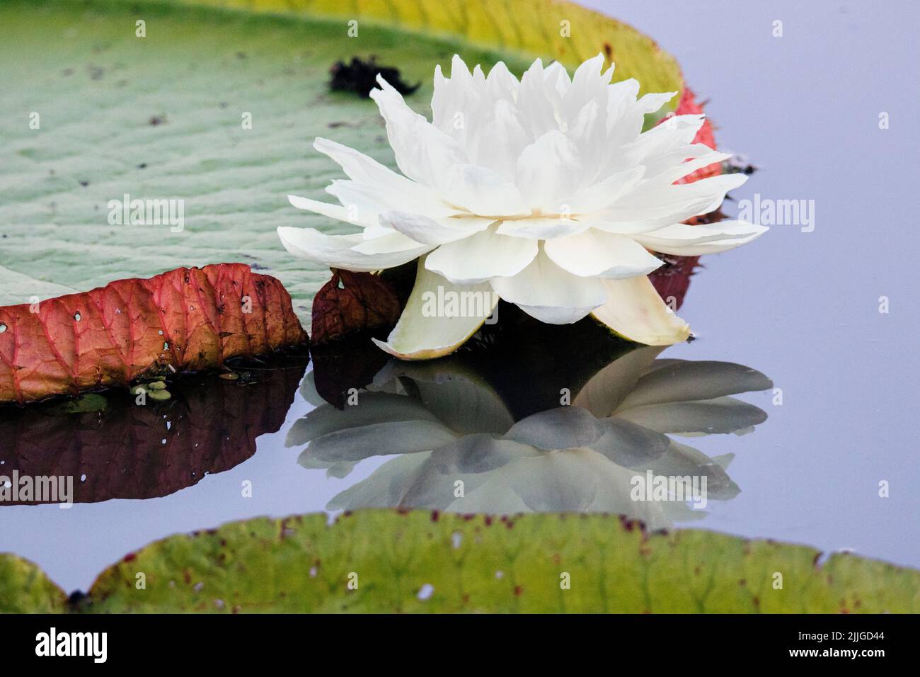Giant Water Lily pad and flower (Victoria amazonica) Pantanal, Brazil Stock Photo