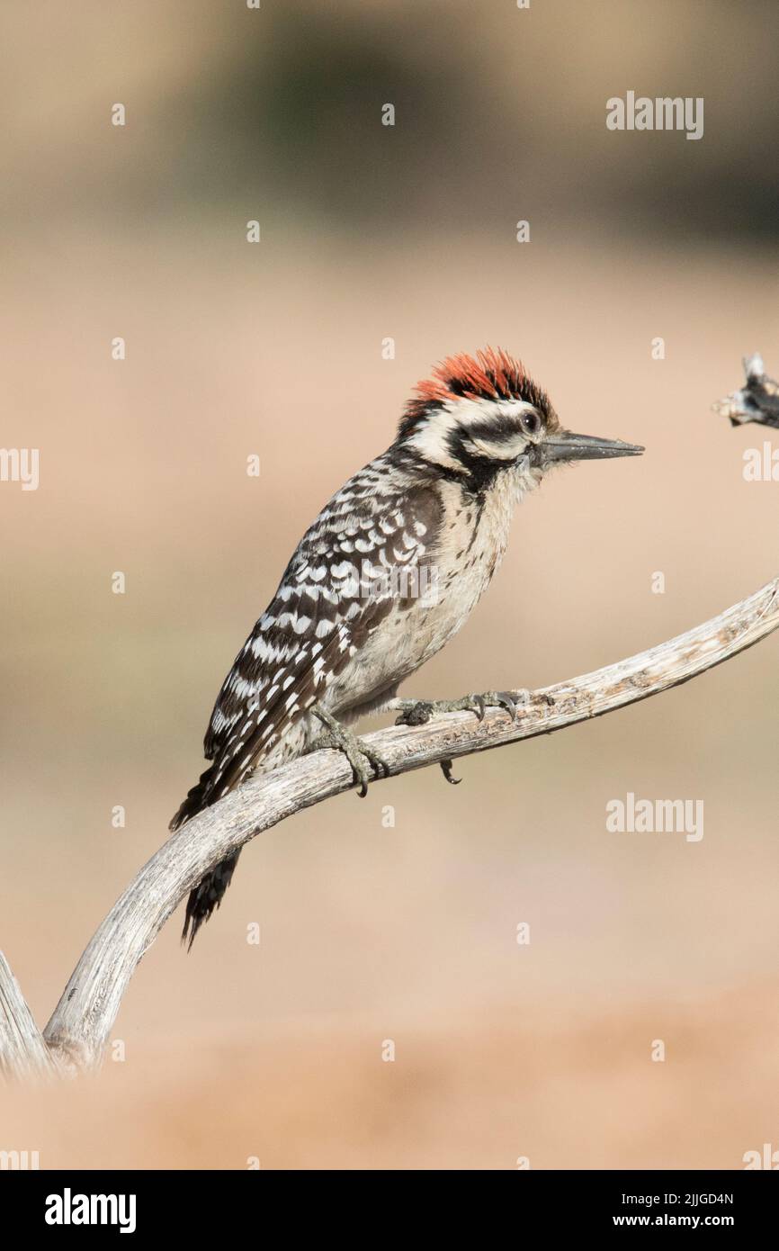 Ladder-Backed Woodpecker male (Picoides scalaris) Southrn Arizona Stock Photo