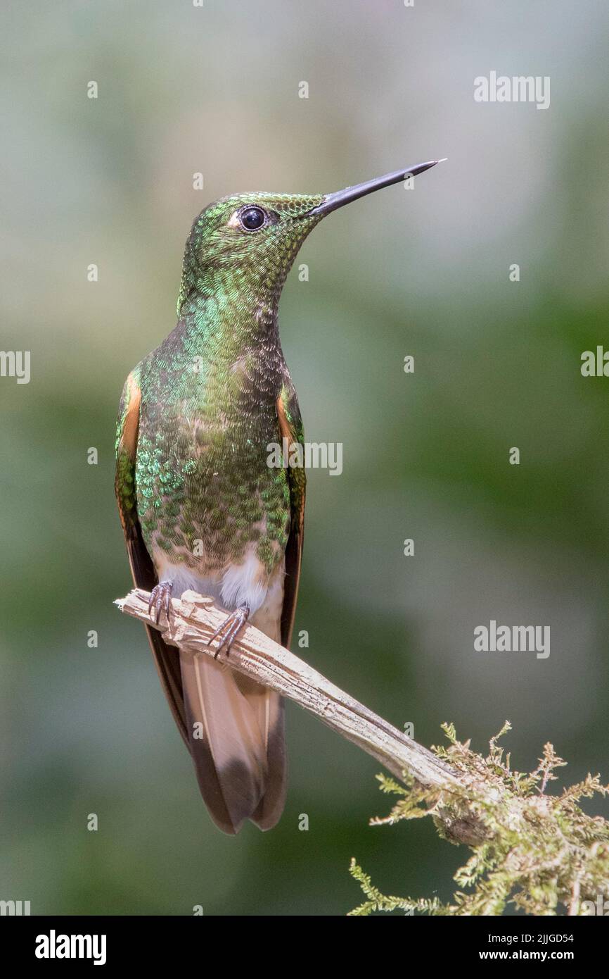 Buff-Tailed Coronet Hummingbird (Boissonneaua flavescens) Ecuador Stock ...