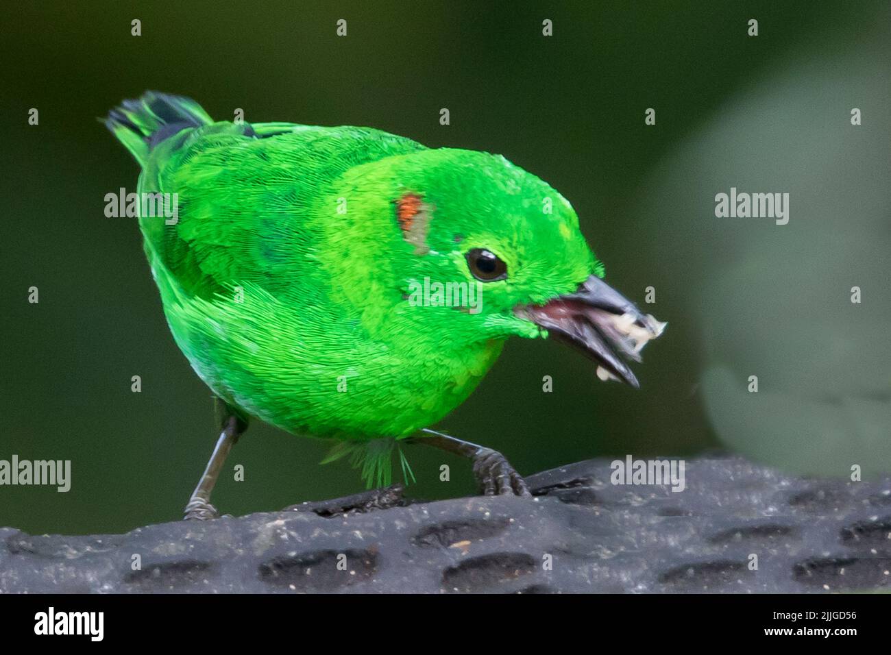 Glistening-Green Tanager eating (Chlorochrrsa phoenicitis) Ecuador Stock Photo