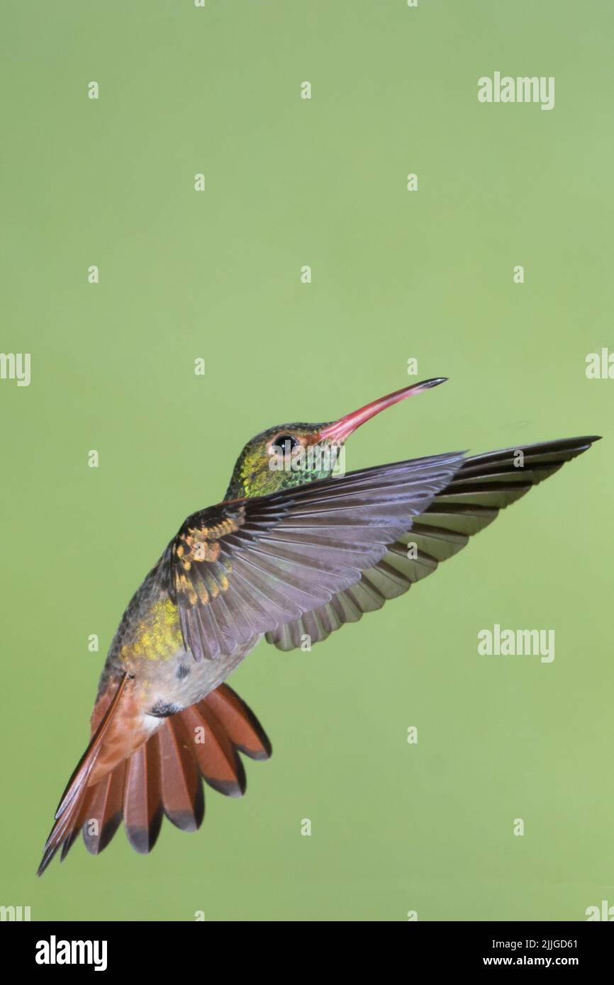 Rufous-Tailed Hummingbird flying (Amazilia tzacatl) Ecuador Stock Photo