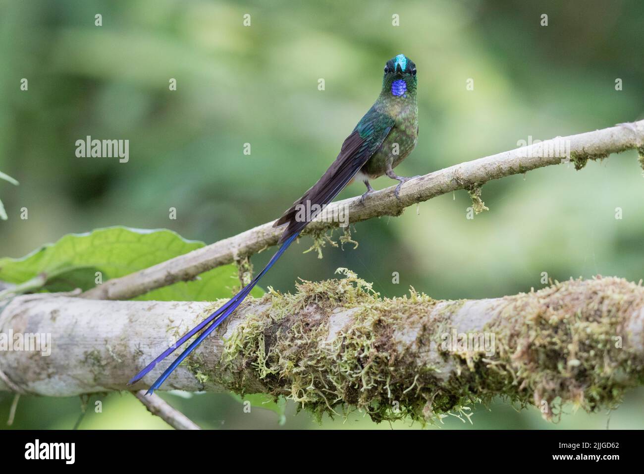 Violet-Tailed Slyph Hummingbird male  (Aglaiocercus coelestis) Ecuador Stock Photo