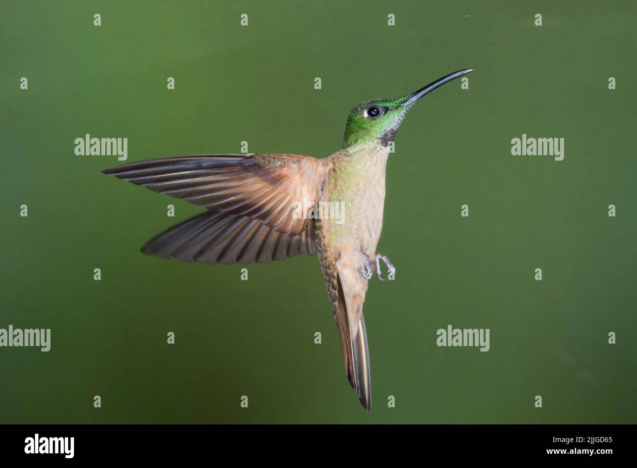 Fawn-Breasted Brilliant Hummingbird flying (Heliodoxa rubinoides) Ecuador Stock Photo