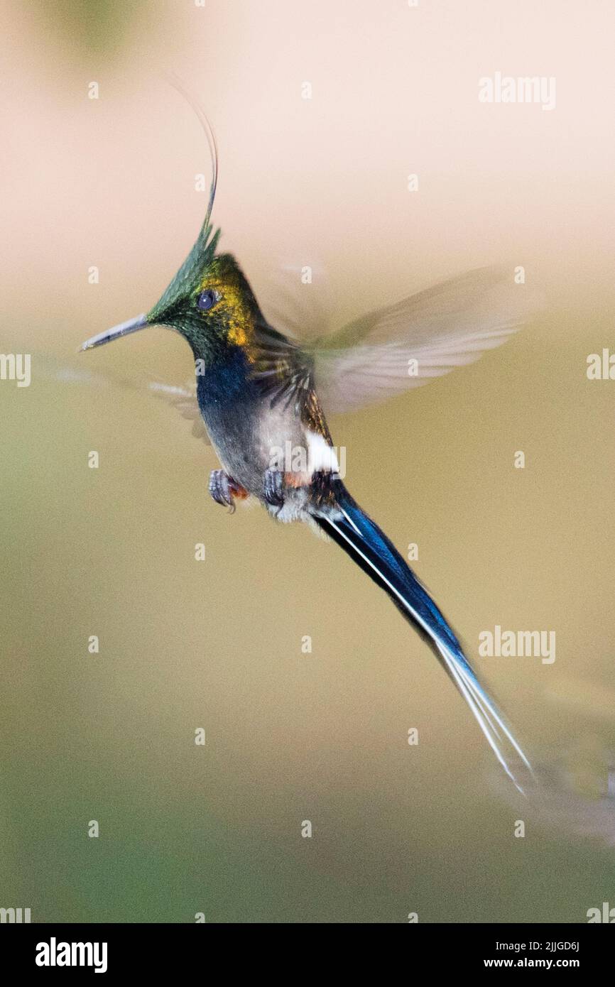 Wire-Crested Thorntail Humkmingbird male flying (Discosura conversii) Ecuador Stock Photo