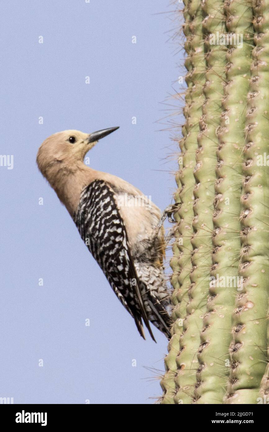 Gola Woodpecker on Saguaro Cactus (Melanerpes uropygialis) Southern Arizona Stock Photo