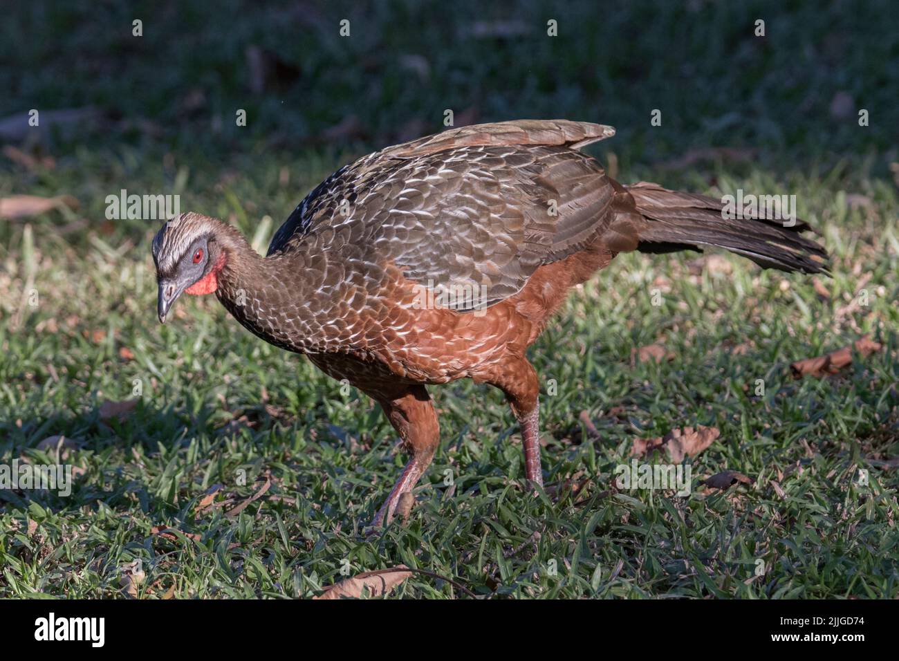 ChestnutBellied Guan (Penelope ochrogaster) Pantanal, Brazil Stock