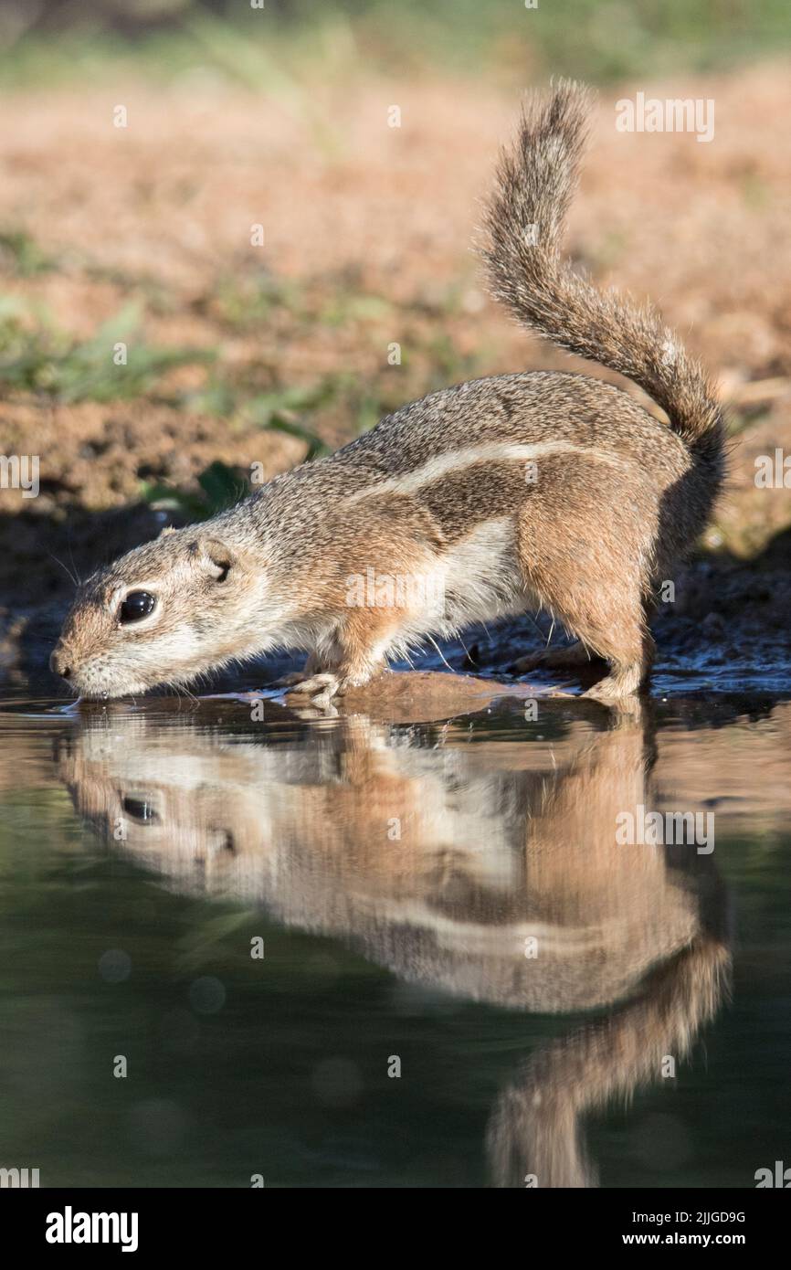 Harris Ground Squirrel  drinking with reflection (Ammonspermophilus harrisii) Southern Arizona Stock Photo